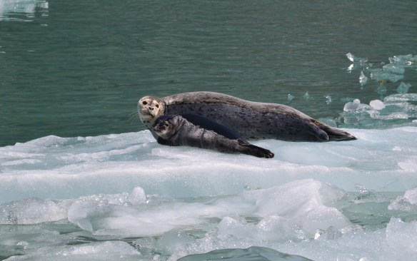 Mom & pup lounging in the sun aboard an iceberg in Tracy Arm