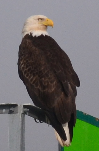 Majestic eagle just 100 feet from our stern.