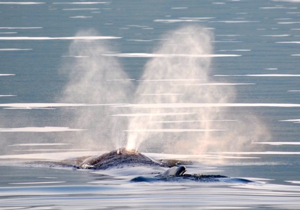 Humpbacks in Frederick Sound