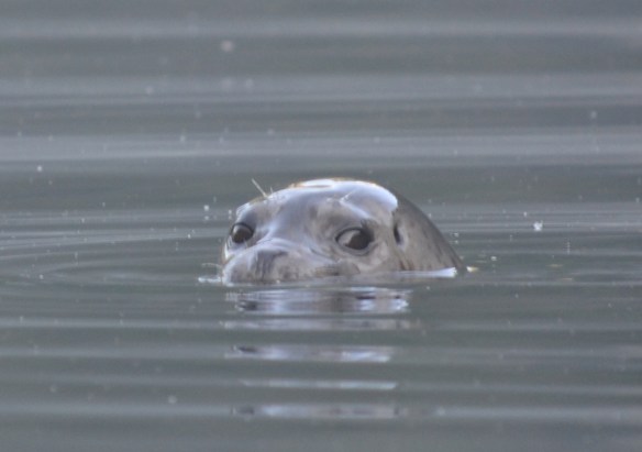 Curious seal