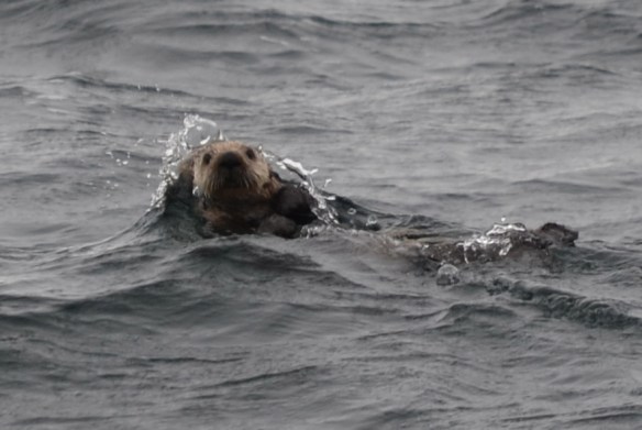 Sea Otter in Chatham Sound