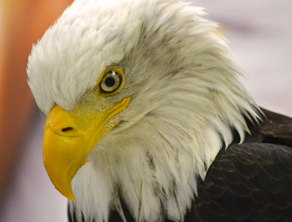 Eagle at The Raptor Center