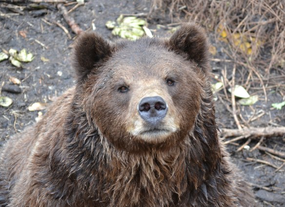 Toby at The Sitka Bear Fortress 