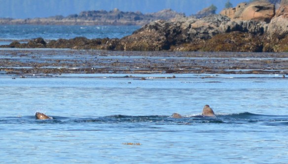 Steller Sea Lions starting their feeding frenzy