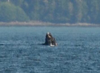 Breaching Humpback