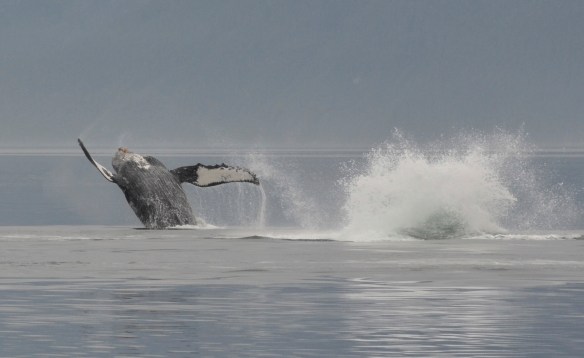 What a show-off.  He is having so much fun!